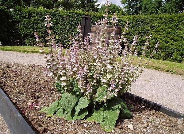 sauge sclarée sur place