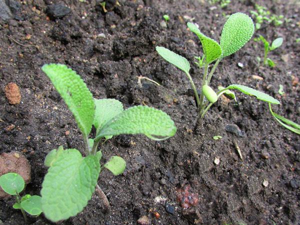 planter des semis de sauge sclarée