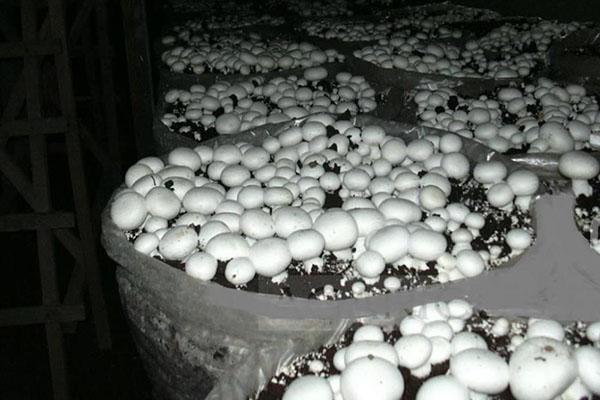 cultivo de hongos en bolsas