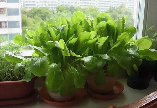 cultivo de espinacas