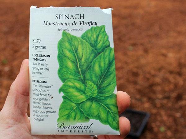 Espinaca Monster Virofle