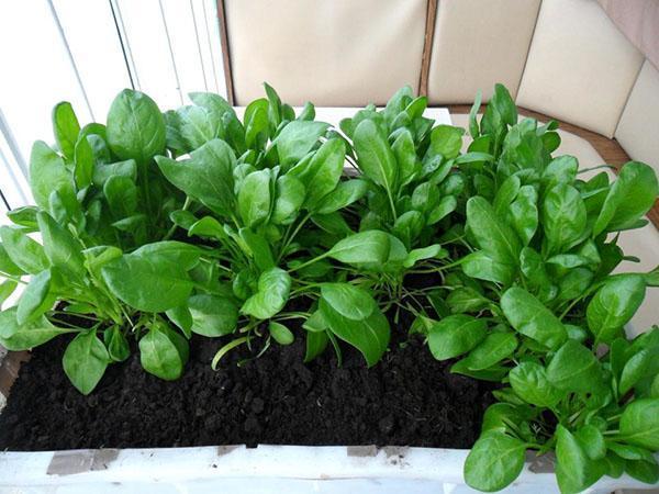 cultivo de espinacas en el alféizar de la ventana