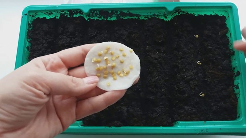 sembrando semillas de pimiento dulce