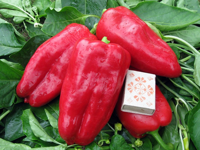 pimientos dulces de la variedad Atlant