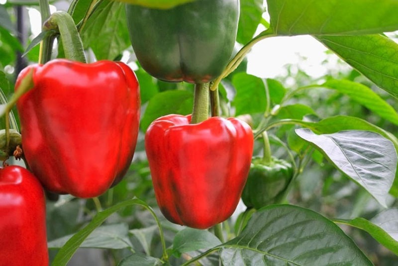 Variedad de pimiento claudio
