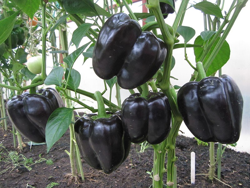 Pimienta cardenal negra