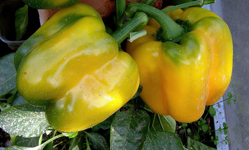 variedad de pimiento milagro de California