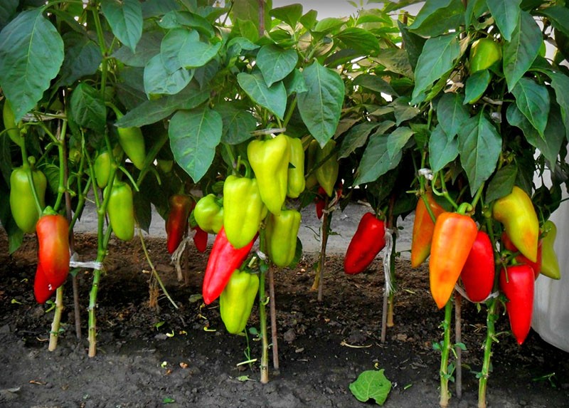 cultivo de pimientos dulces en invernadero