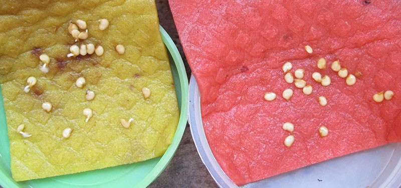germinación de semillas de pimiento