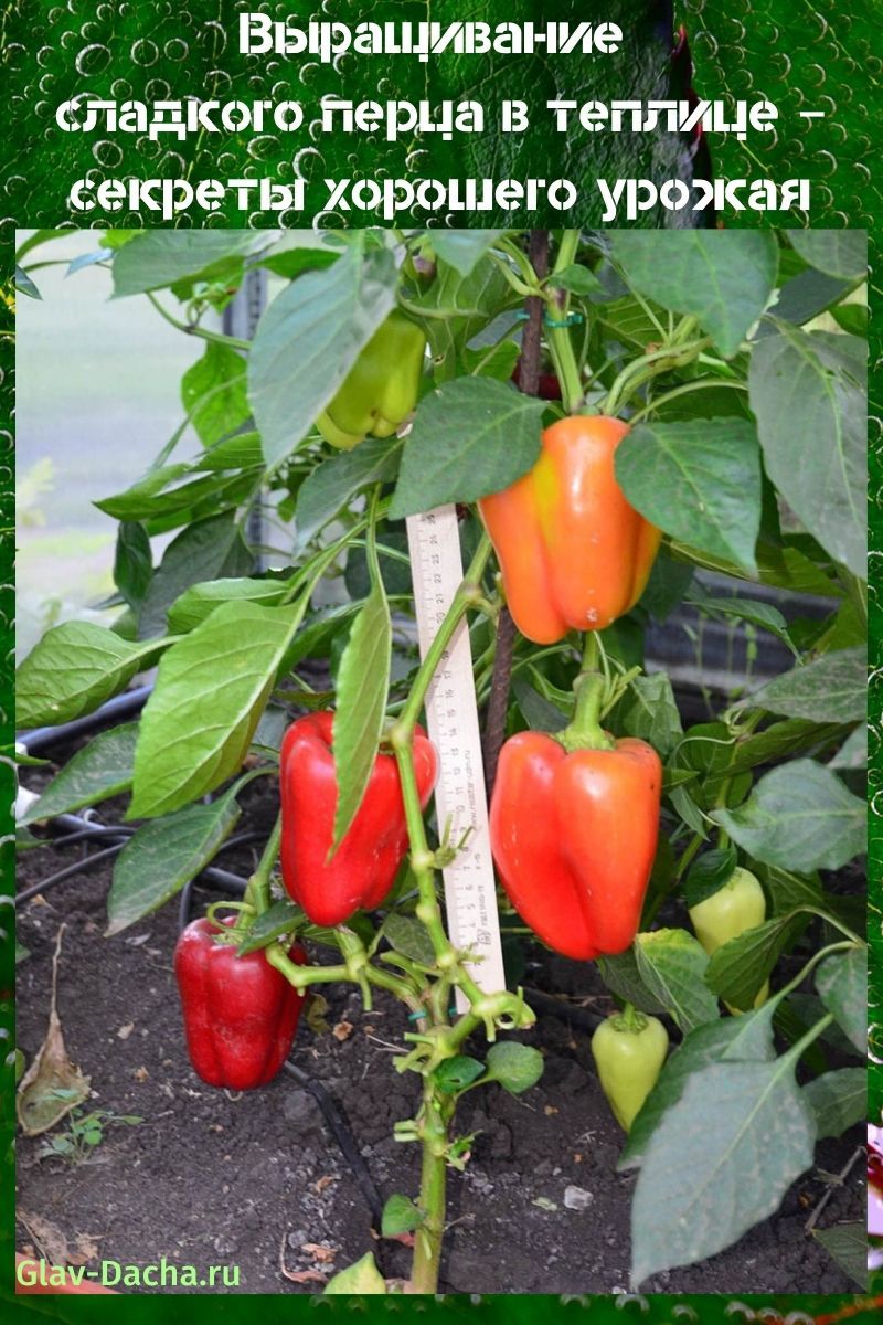 cultivo de pimientos dulces en invernadero