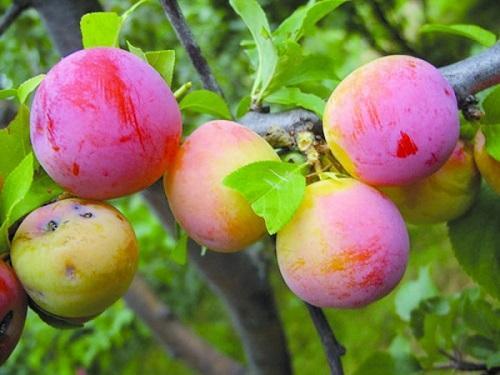 jubilé des prunes de l'altaï