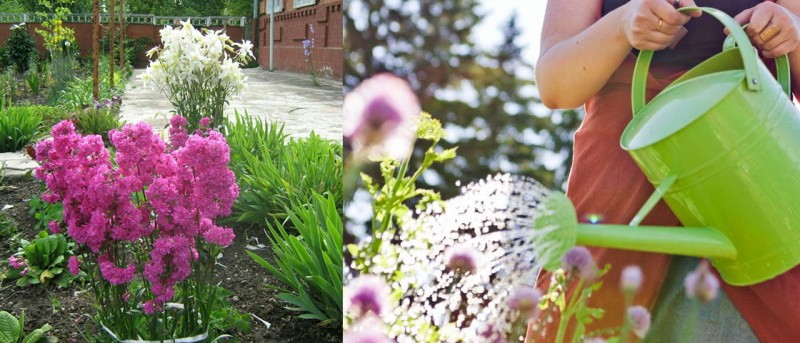 prendre soin du goudron sur le parterre de fleurs