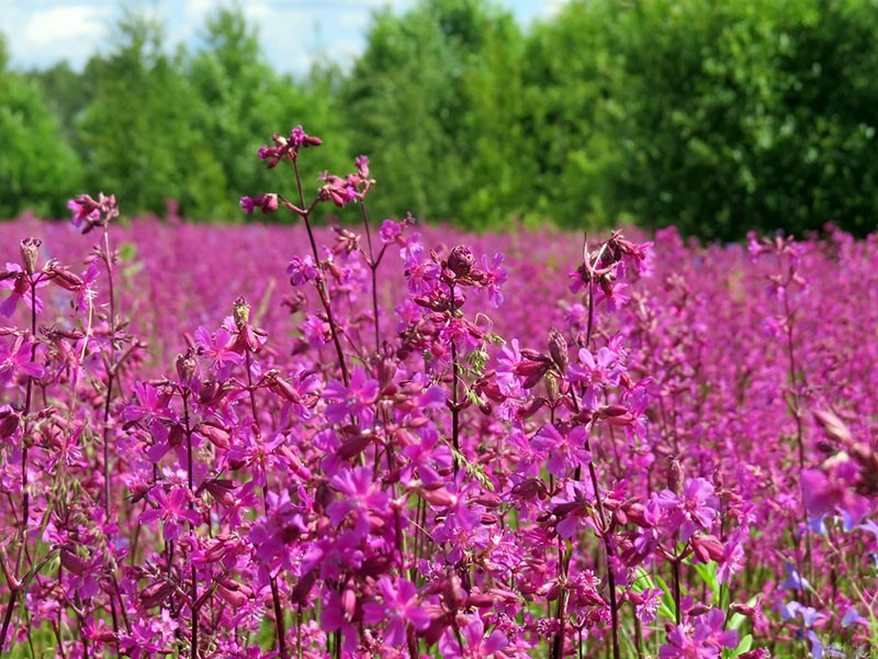 exuberante flor de alquitrán