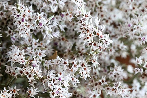 la exuberante floración de la estatice alemana