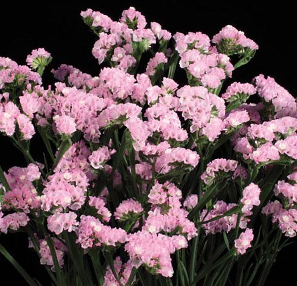 statice supreme rosa