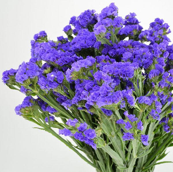 statice azul