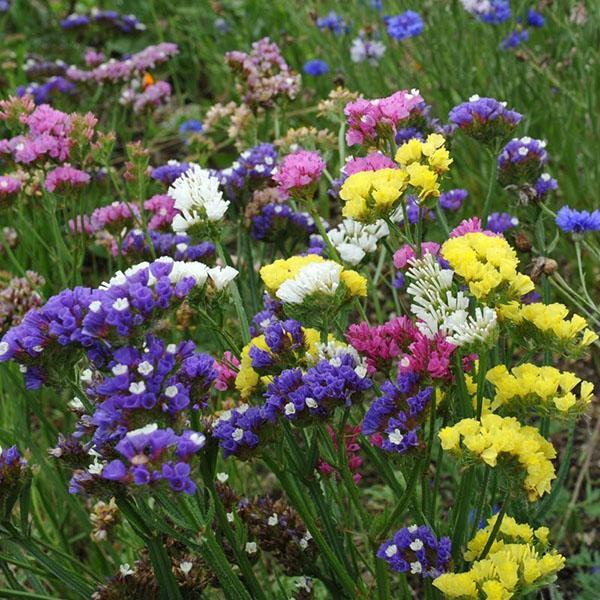 Statice creciente en un macizo de flores
