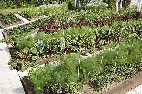 Cumplimiento de la rotación de cultivos en su casa de verano