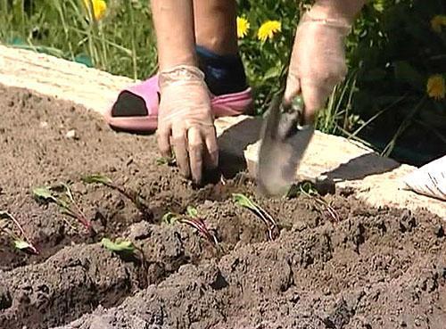 Plantar plántulas de remolacha en campo abierto.