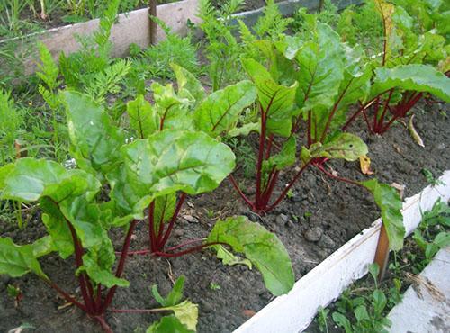 Formación de una roseta y un cultivo de raíces.