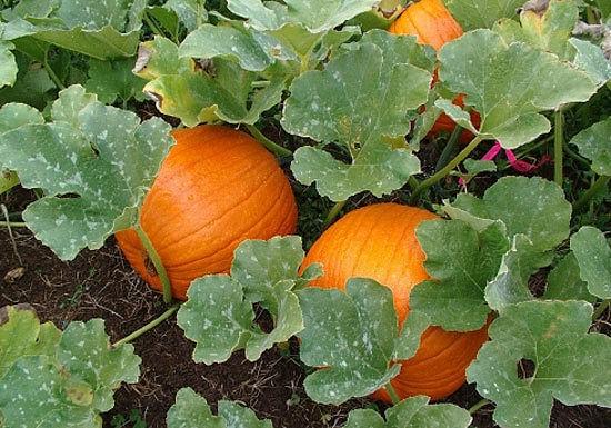 frutas grandes de calabaza