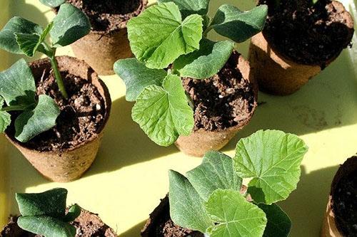 Cultiver des plants de citrouille