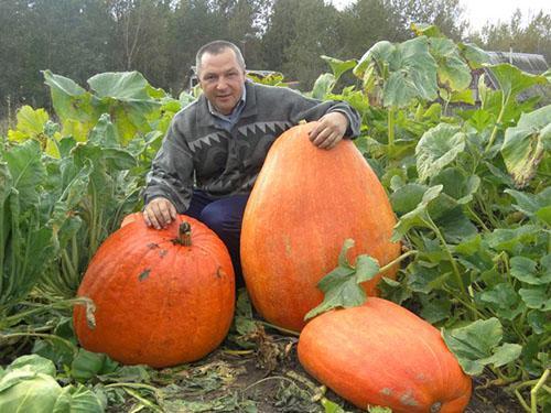 Este es el tipo de cultivo que puedes cultivar en el jardín.