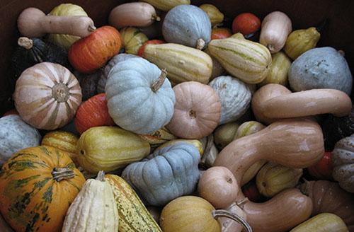 Variedades de calabaza cultivadas en las regiones de Rusia.