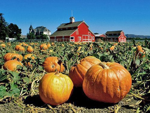 Plantation de citrouilles