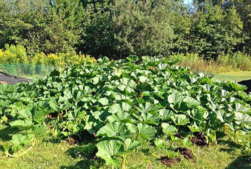 Citrouille en plein champ de la région de Moscou