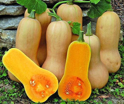 El tiempo de maduración de la calabaza depende de su variedad.