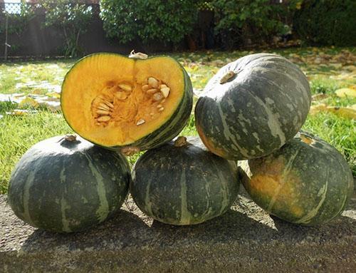 Retiramos la calabaza del jardín antes del inicio del clima frío.