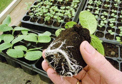 Las plántulas de calabaza están listas para plantar en campo abierto