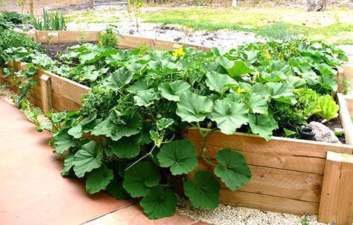 Calabaza en camas altas