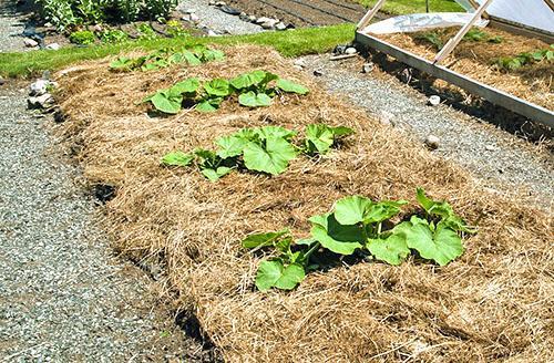 Le paillage des lits peut aider à éviter de nombreux problèmes.