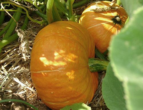 Citrouille dans les lits de la région de Moscou