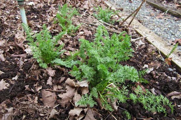 site de plantation de cumin