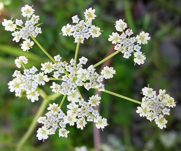 fleurs de cumin