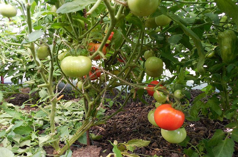 tomates que no requieren forma