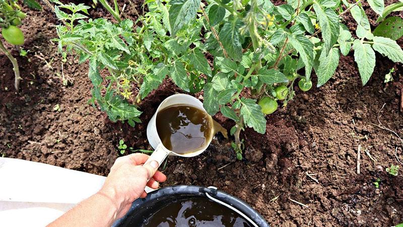 nourrir les tomates