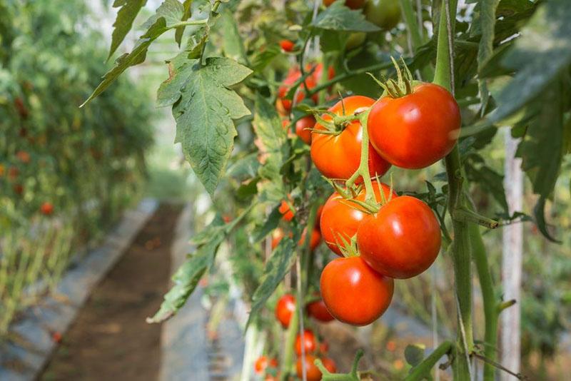 cosecha de tomate de ginebra