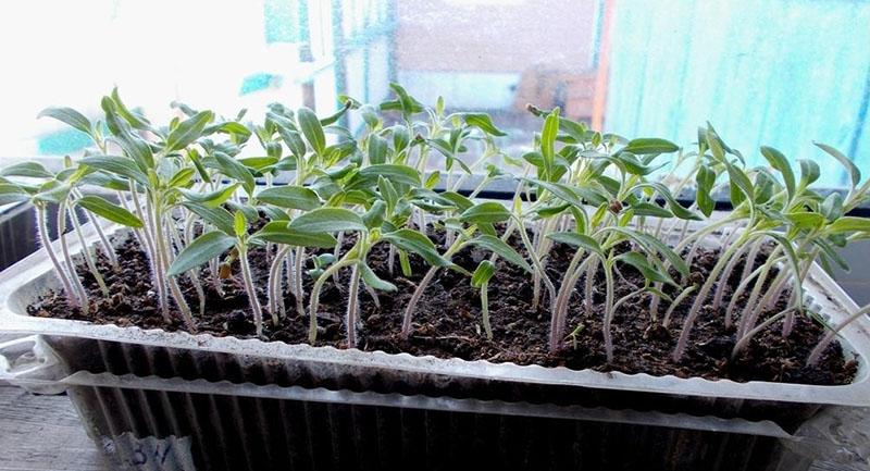 cultivo de tomates de ginebra para plántulas