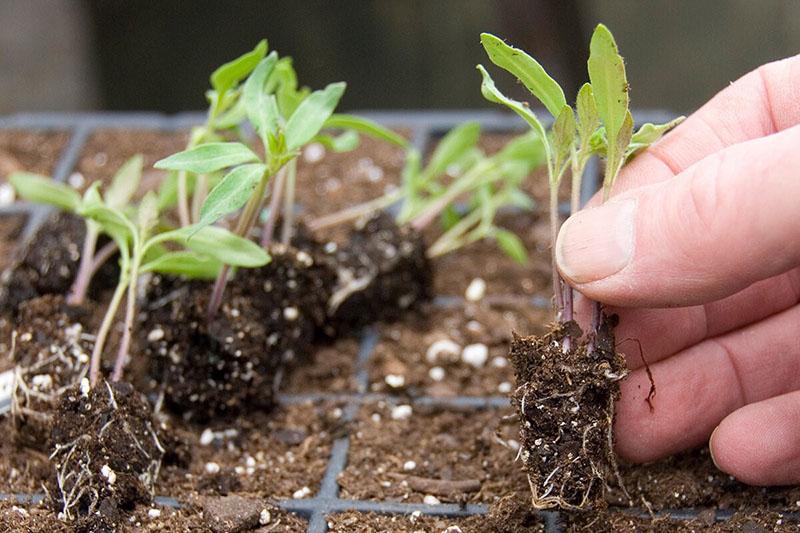 recogiendo plántulas de tomate