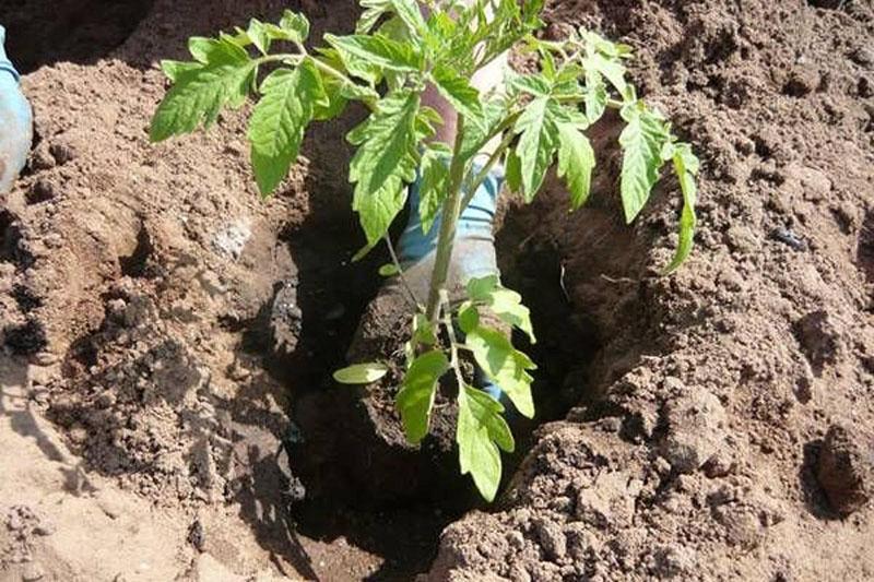 plantar plántulas en campo abierto.