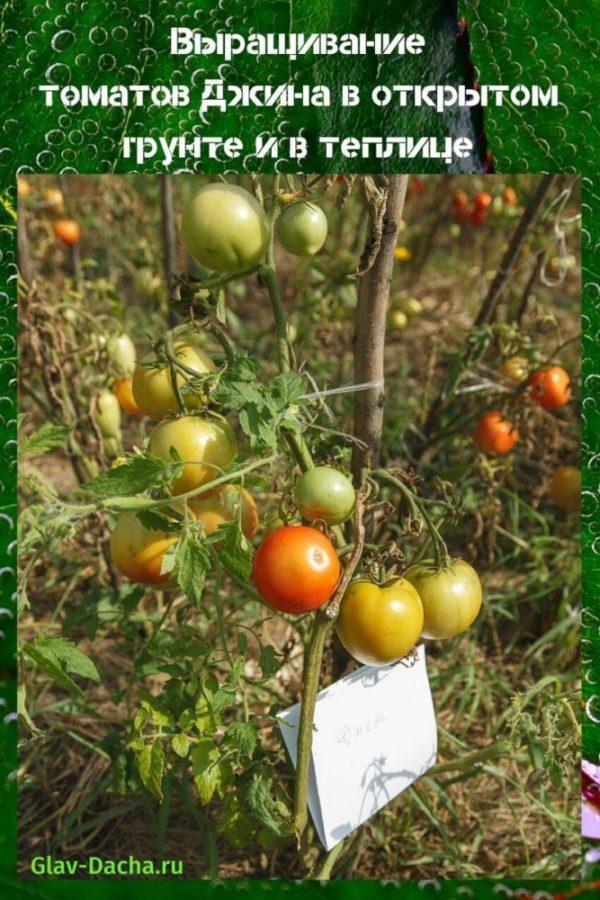 faire pousser des tomates au gin