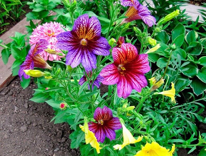 décoration de parterre de fleurs salpiglossis