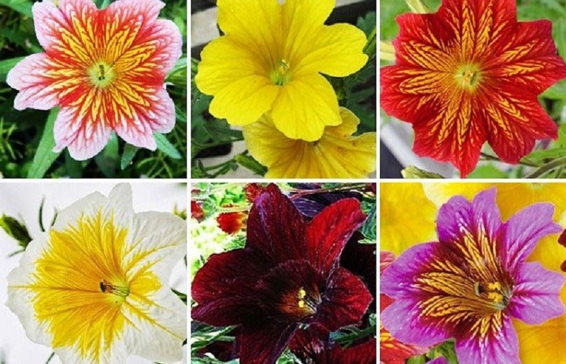 variétés de salpiglossis