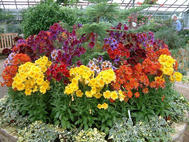 beauté luxuriante du parterre de fleurs