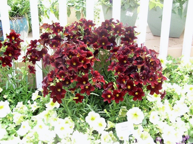 salpiglossis en composition avec pétunia