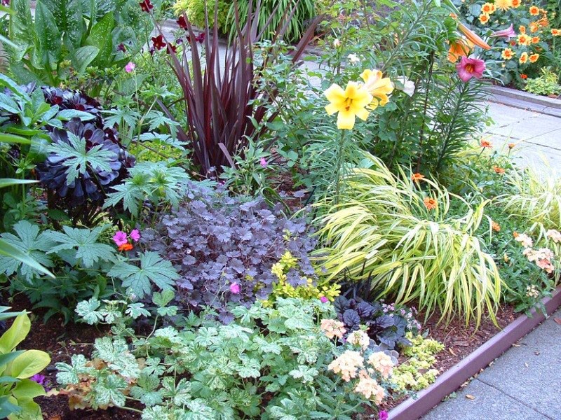 Cultiver de la salpigloss à partir de graines dans un parterre de fleurs